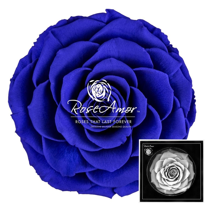 <h4>Bonita Blu03</h4>