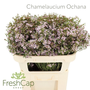 Chamelaucium  'Ochana'