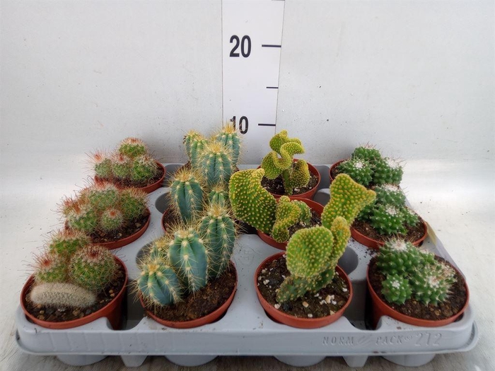 <h4>Cactus   ...mix</h4>