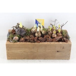 arr4 Bollenmix MB - Kist rechth. 338/3