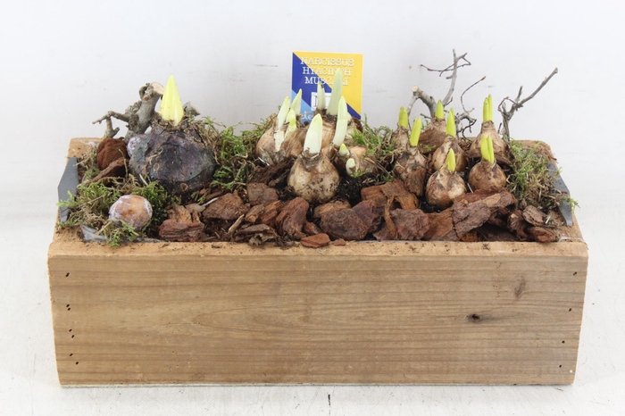 <h4>arr4 Bollenmix MB - Kist rechth. 338/3</h4>