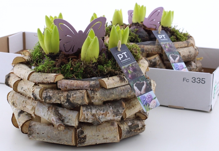 <h4>ARR HYACINTH</h4>