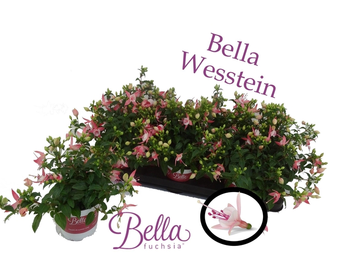 <h4>Bella fuchsia 'sophia' ( Hang )</h4>