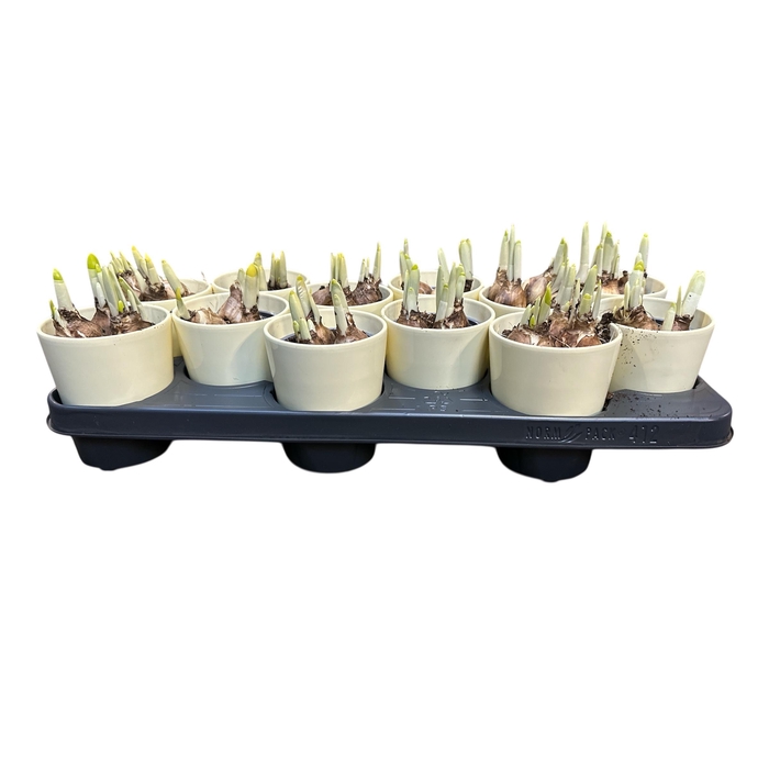 <h4>narcis cpot</h4>