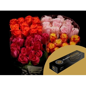 R GR Zz Assorted Per 25 Box