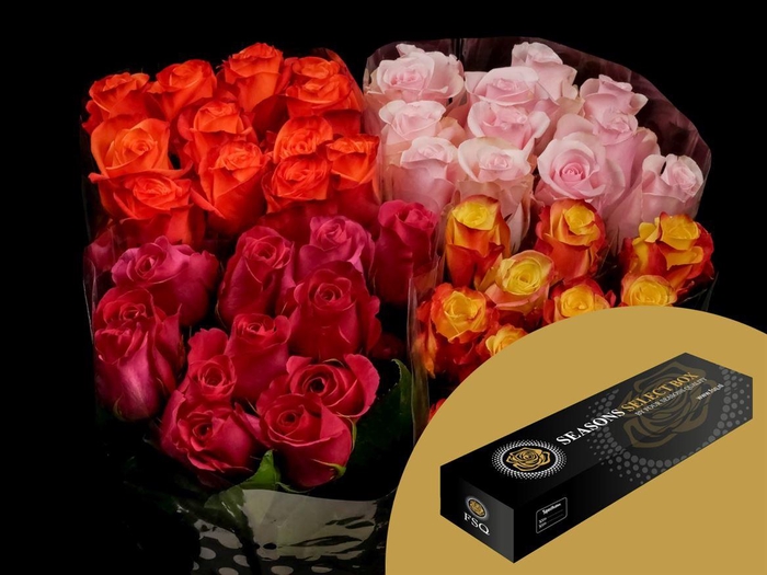 <h4>R GR Zz Assorted Per 25 Box</h4>