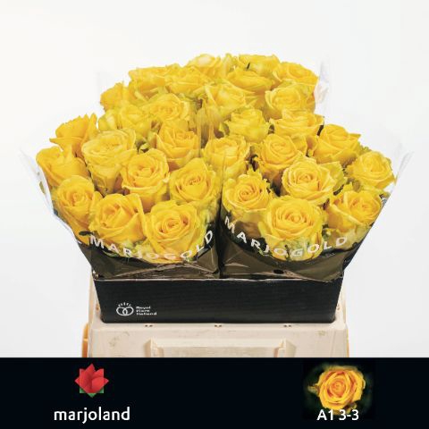<h4>R Gr Penny Lane Marjoland 33</h4>