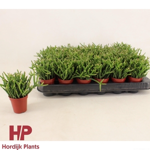 Rhipsalis burchellii 5,5cm