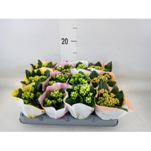 Kalanchoe blos.   ..rosebud mix  4