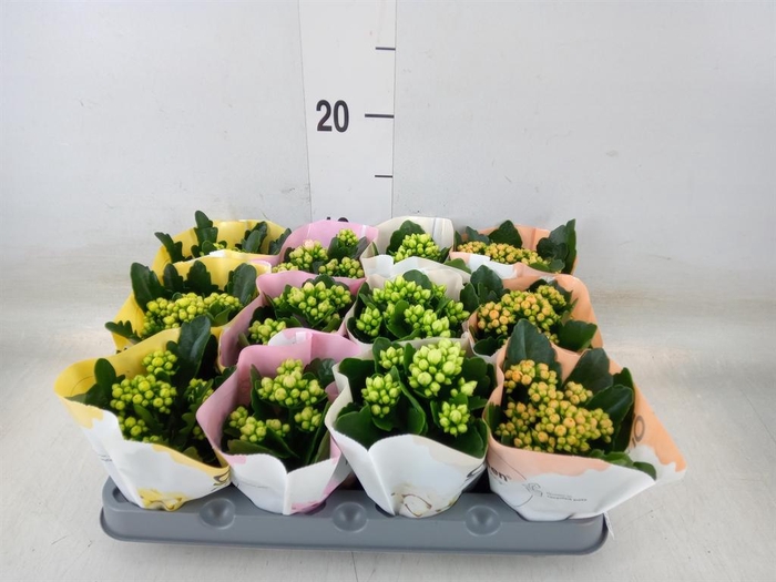 <h4>Kalanchoe blos. ..rosebud mix 4</h4>