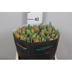 Tu Du Orange Princes