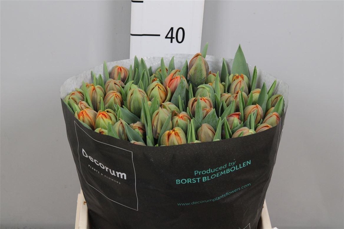 <h4>Tu Du Orange Princes</h4>