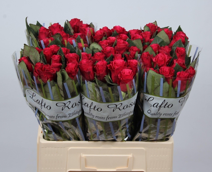 <h4>R GR TACAZZI+</h4>