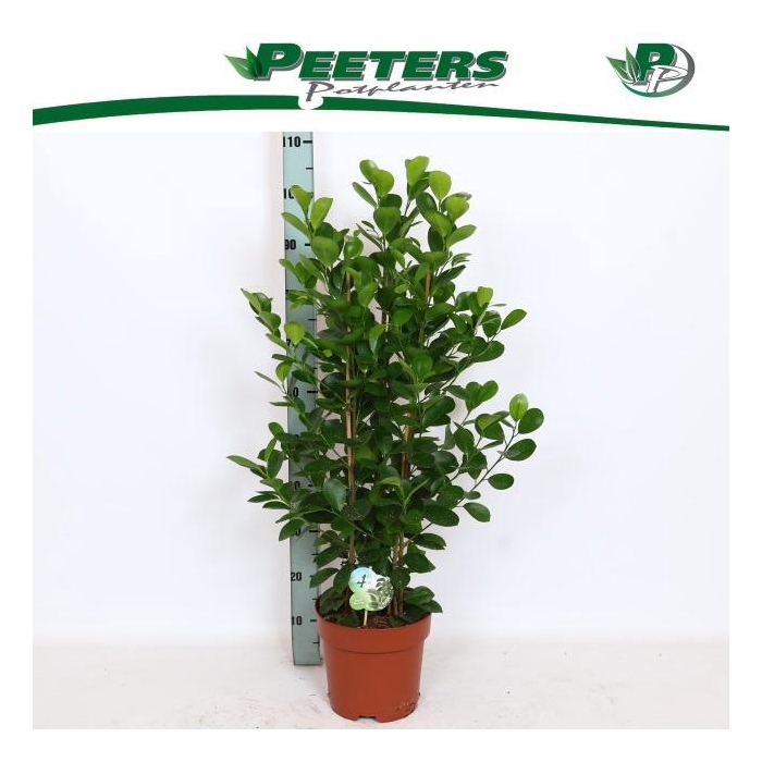 <h4>FIC MI MOCLAME</h4>