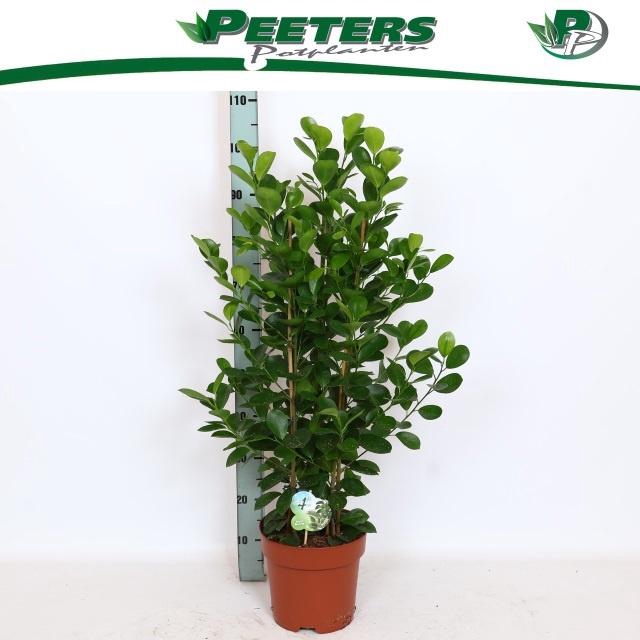 <h4>FIC MI MOCLAME</h4>