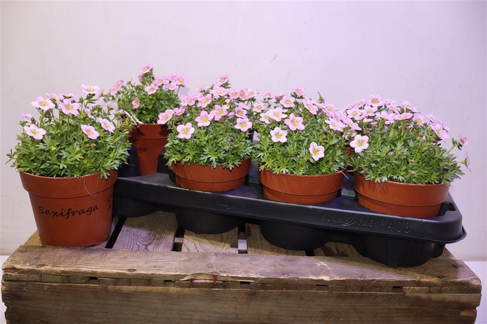 <h4>Saxif Ar Alp Rose</h4>