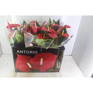 ANTHURIUM MICHIGAN P17 PREMIUM