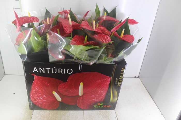 <h4>ANTHURIUM MICHIGAN P17 PREMIUM</h4>