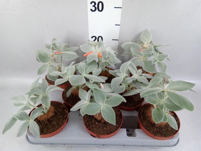 <h4>Cactus   ...</h4>
