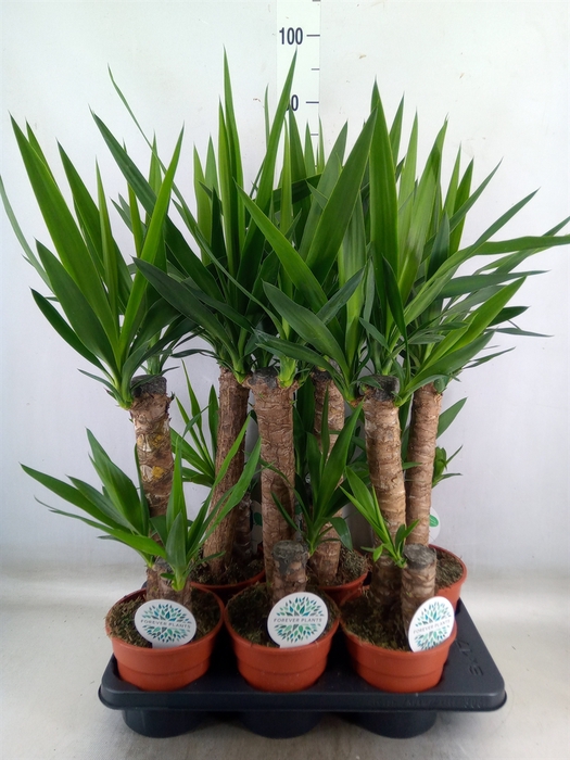 <h4>Yucca</h4>
