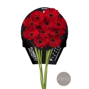 Gerbera Ladies First Flowerracket