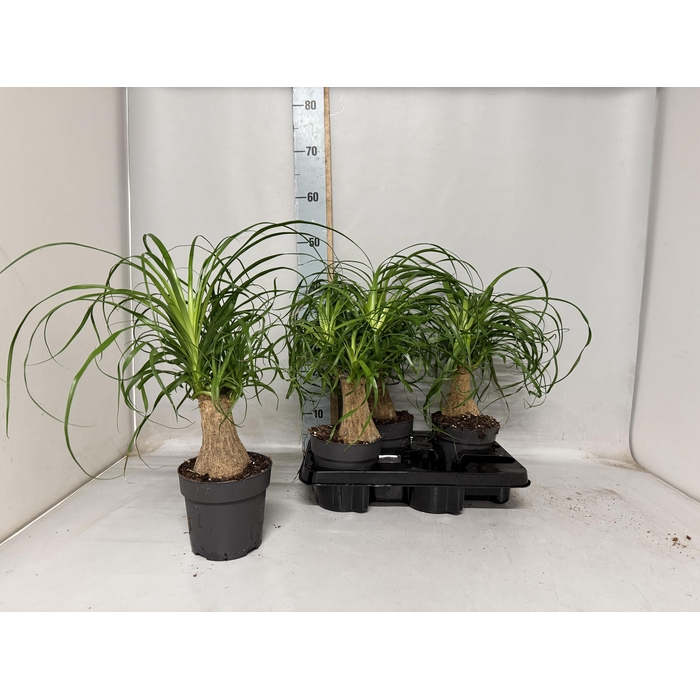 <h4>BEAUCARNEA RECUR</h4>