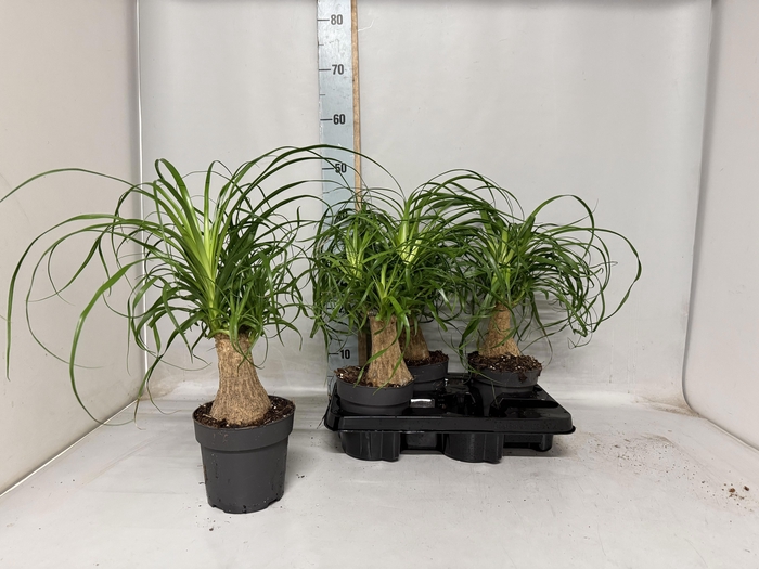 <h4>BEAUCARNEA RECUR</h4>