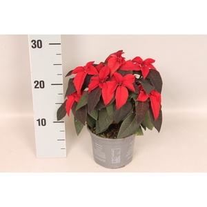 Poinsettia 13 cm  Princettia Red