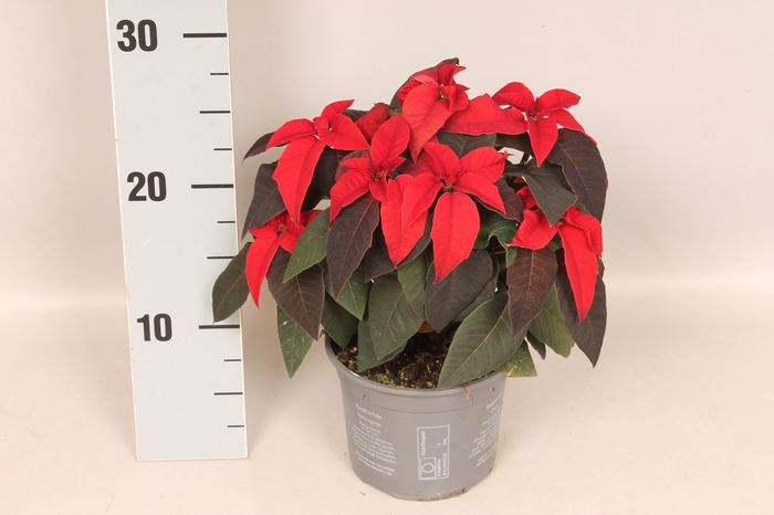 Poinsettia 13 cm  Princettia Red