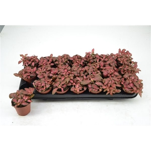 FITTONIA RED STAR 8,5 CM