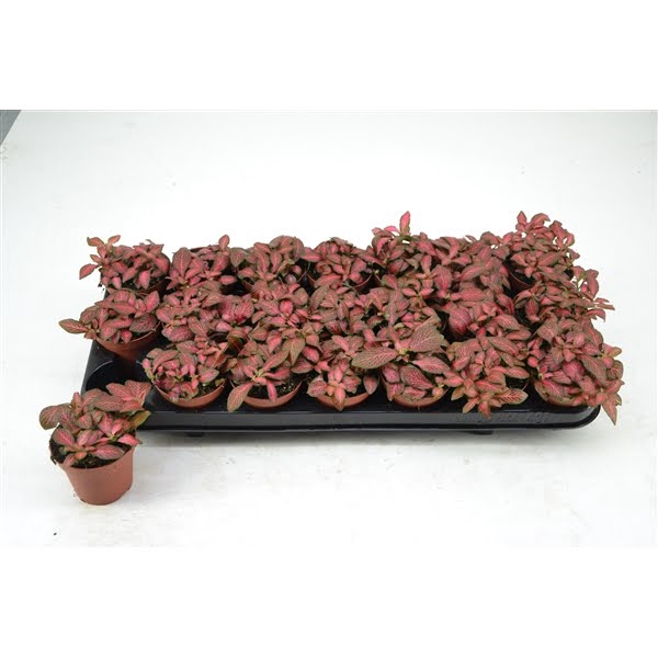 <h4>FITTONIA RED STAR 8,5 CM</h4>