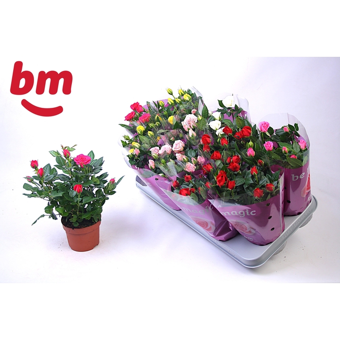 <h4>RO B MONDE GEM</h4>