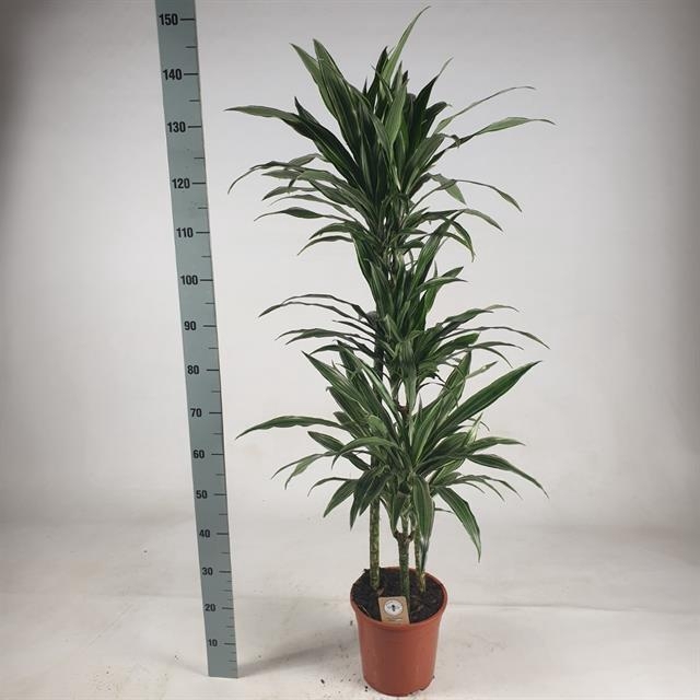 Dracaena fragrans Warneckei 24Ø 145cm 3pp