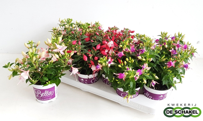 Fuchsia B F Gem