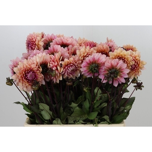 Dahlia Sweet Sanne