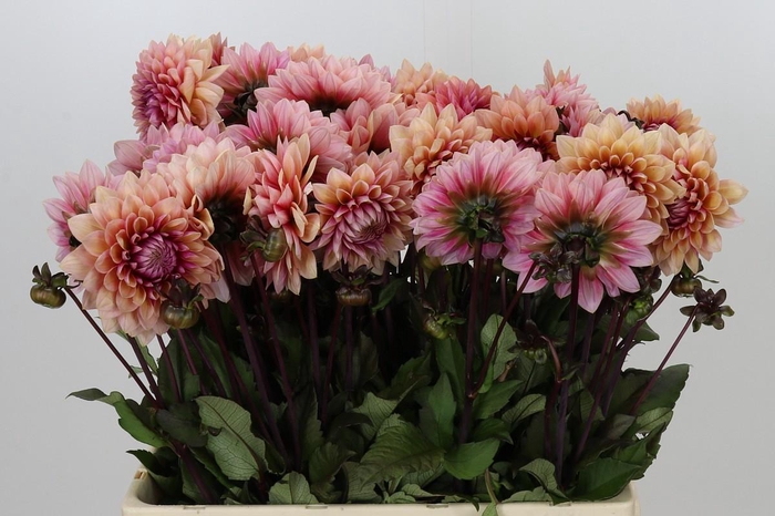 <h4>Dahlia Sweet Sanne</h4>