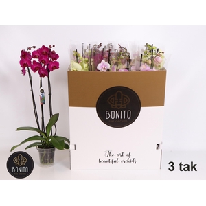 PHAL GEM 7 KL