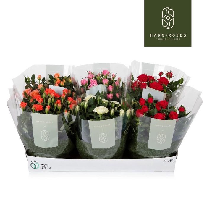 <h4>Rosa Kordana schaal Schaal mix - 4795</h4>