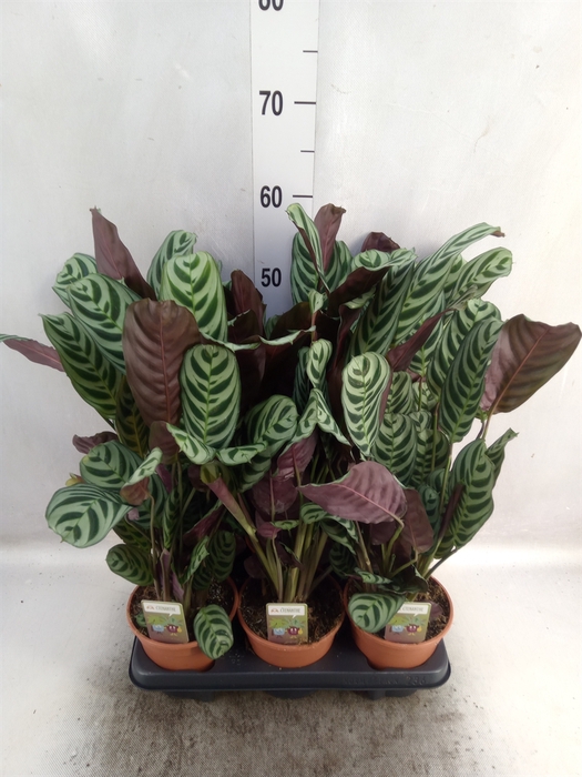 <h4>Ctenanthe burle-marxii</h4>