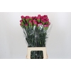 Dianthus St Bernard