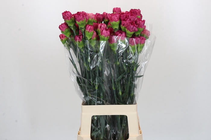 Dianthus St Bernard