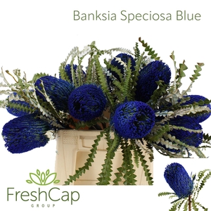 Banksia Speciosa Blue