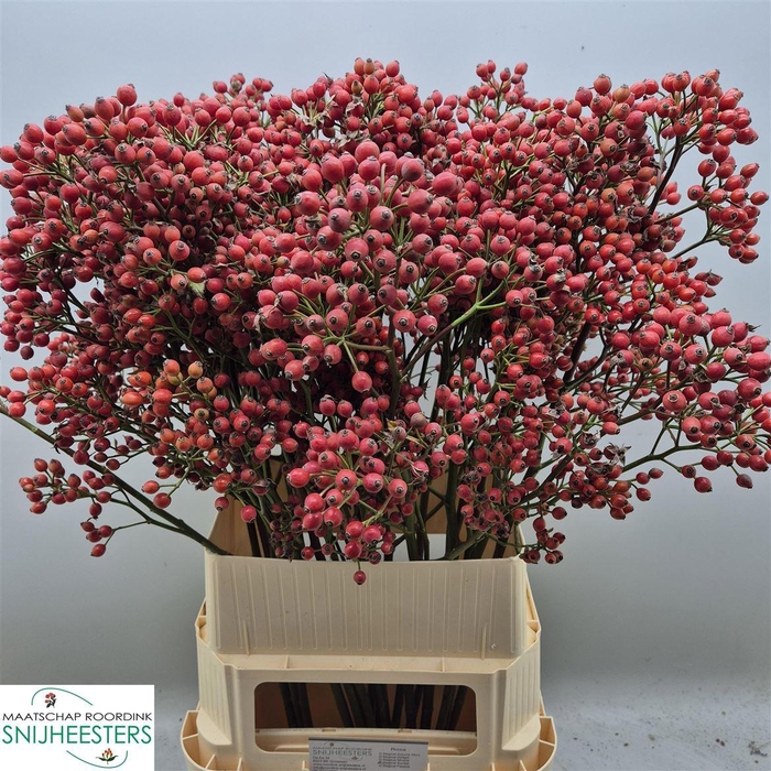 <h4>Rosa Mag Sunset 100cm</h4>