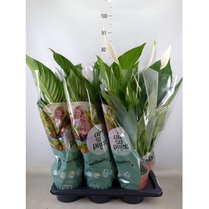 Spathiphyllum  'Bingo Cupido'