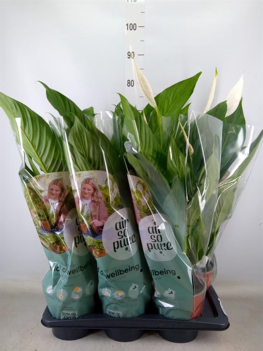 <h4>Spathiphyllum  'Bingo Cupido'</h4>