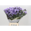 Limonium Sinuatum Levis Wings