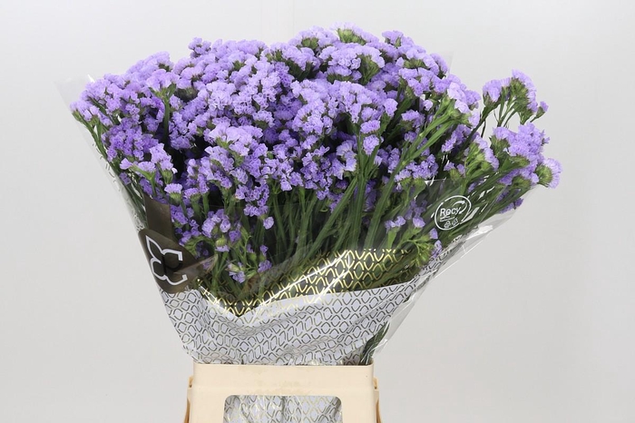 Limonium Sinuatum Levis Wings