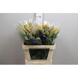 Li Ot Saltarello 4+