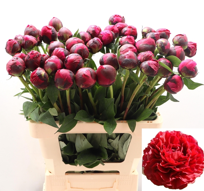 <h4>PAEO L RED SARAH BER</h4>