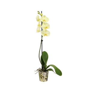 Potcover I Am Yellow Phal I Am Yellow 1T9+